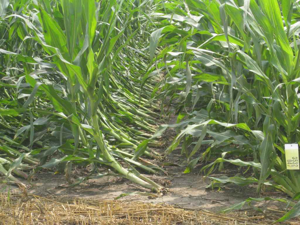 Iowa wind storm clean up corn field